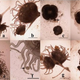 Different types of asexual reproduction in moon jellyfish. a) Typical lateral budding; b) lateral budding by means of stolons; c) reproduction from parts of stolons; d) podocysts; e) motile bud-like tissue particles; f) internally produced propagules; g) longitudinal fission; h) transverse fission. All scale bars = 1mm.